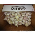 Normal White Garlic 2019 Crop